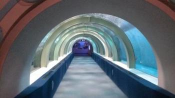 トンネル水槽20131126.jpg