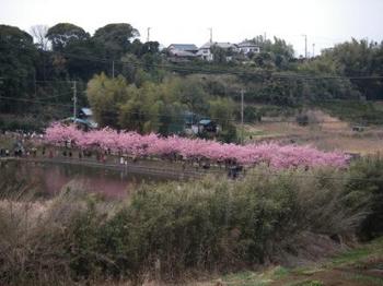 小松が池公園桜.JPG